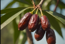 التمر الناضج في المنام