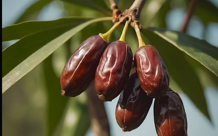 التمر الناضج في المنام