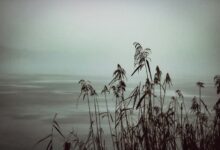 A black and white photo of tall grass