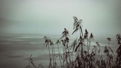 A black and white photo of tall grass