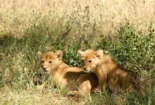 two brown lion cubs on grasses