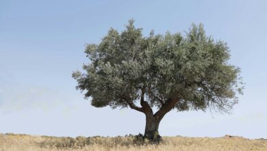 a tree in a field with a blue sky in the background