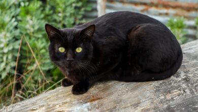 black cat on brown wooden log