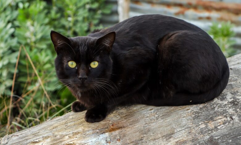 black cat on brown wooden log
