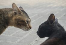 a couple of cats standing next to each other