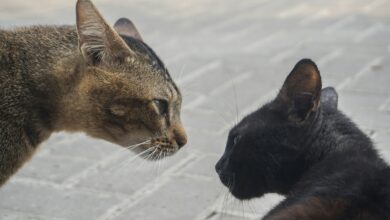 a couple of cats standing next to each other