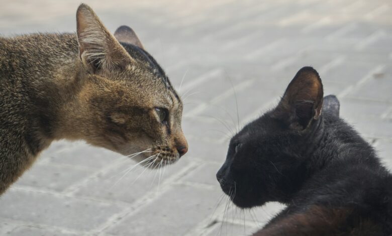 a couple of cats standing next to each other