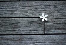 white flower on brown wooden planks