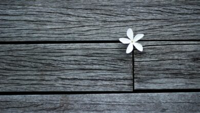 white flower on brown wooden planks