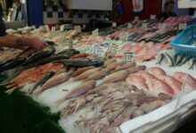 variety of fishes
