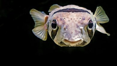 close up photo of brown puffin fish