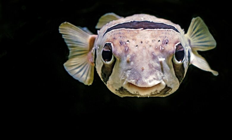 close up photo of brown puffin fish