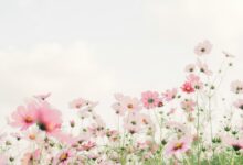 pink and white flowers under white sky during daytime
