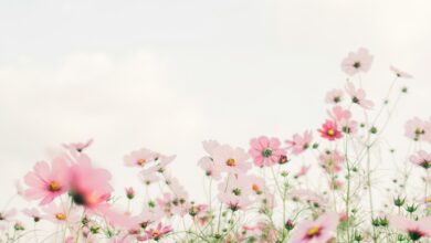 pink and white flowers under white sky during daytime