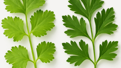 parsley and coriander