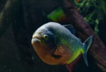 a fish that is swimming in some water