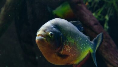 a fish that is swimming in some water