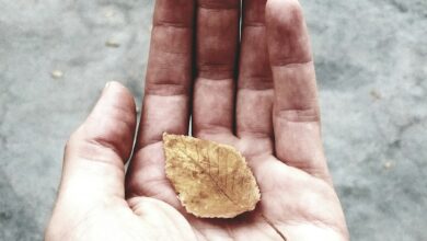 withered leaf on person's hand