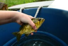 a person holding a fish in a blue bucket