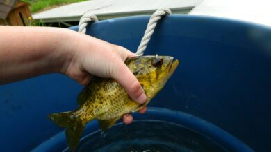a person holding a fish in a blue bucket