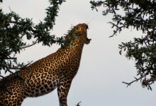 tiger near tree