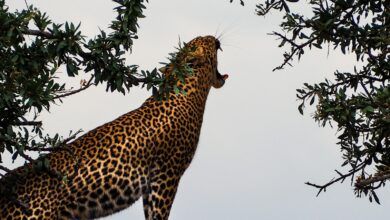 tiger near tree