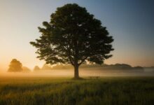 green leafed tree surrounded by fog during daytime