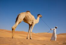 معنى اسم مشاري