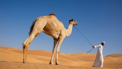 معنى اسم مشاري