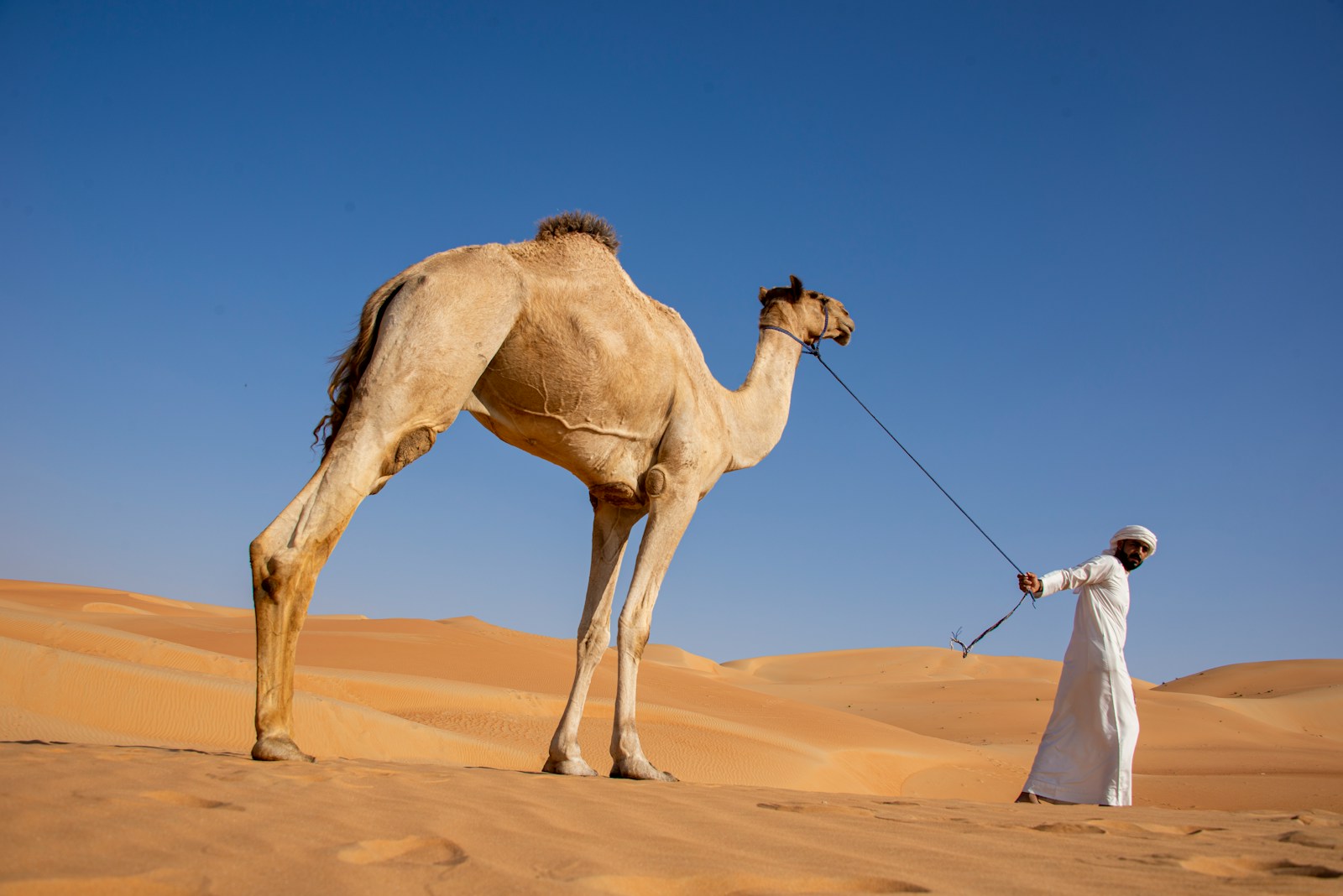 معنى اسم مشاري