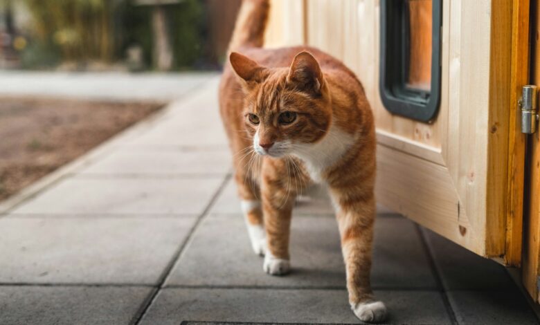 orange and white tabby cat on gray concrete floor