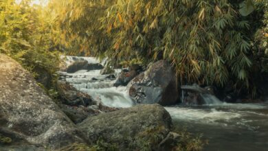 a stream running through a lush green forest