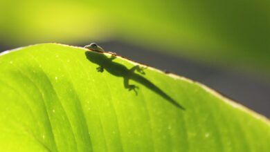 lizard on leaf
