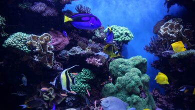 blue and white fish in aquarium