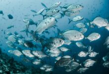 silver fishes underwater