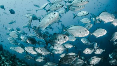 silver fishes underwater