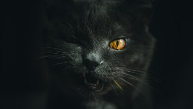 gray cat