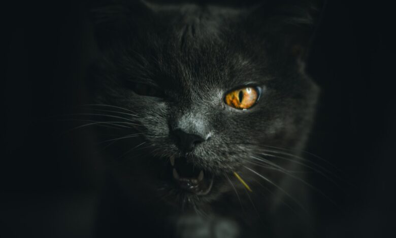 gray cat