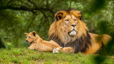 brown lion on green grass field