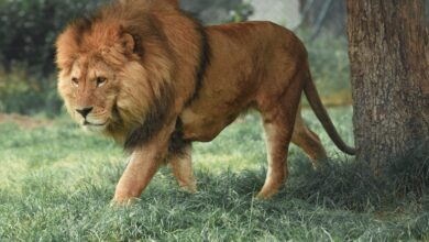 adult lion walking beside tree